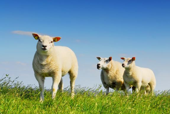 Schapen | Nautisch Centrum Scheveningen